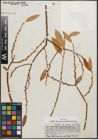 Foto von Salix pseudocordata Andersson